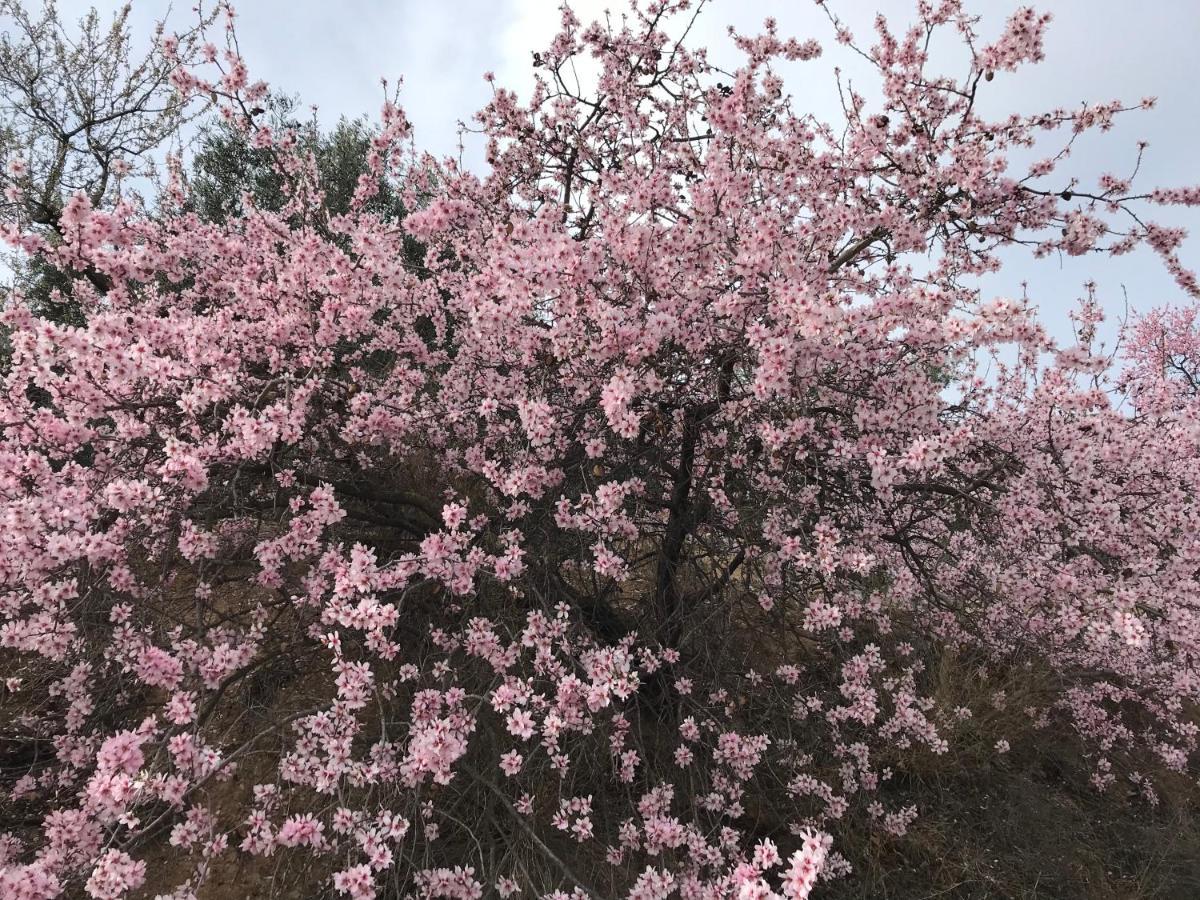 Casa Sol Y Aire - Vakantievilla In Dorp Met Prive Zwembad Pinos del Valle Kültér fotó